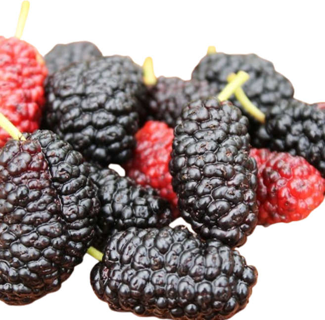 [재구매율1위!] 국내산 냉동 개량 오디, 1박스, 1kg (특상)