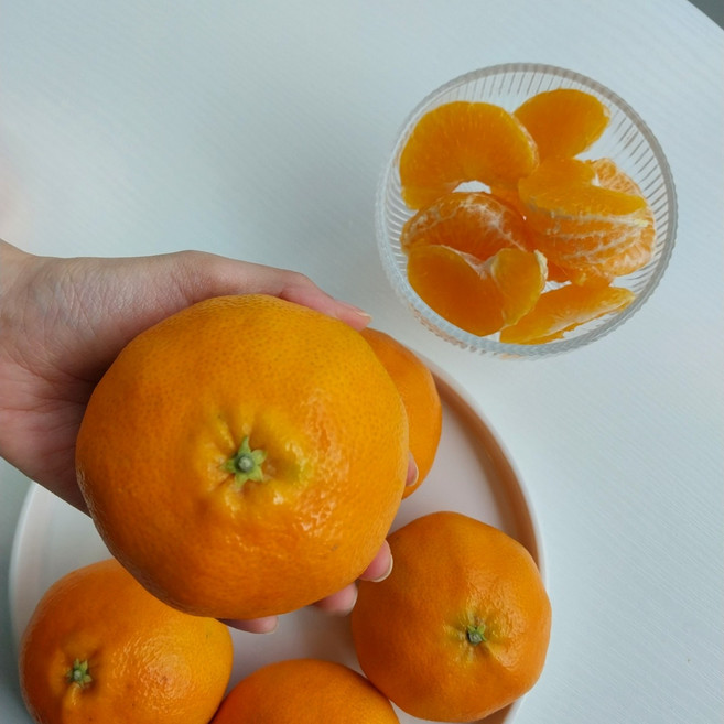제주 가정용 천혜향 중대 5-12과 내외 2kg 실중량 산지직송