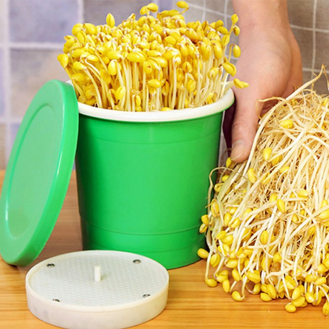 콩나물재배기 / 재배키트 콩나물기르기 숙주키우기, 1개