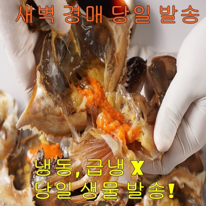 국내산 활 암꽃게 100% 알베기 생물 암꽃게 산지 직발송, 1개, 활 암꽃게 1kg (중소 4-6미)