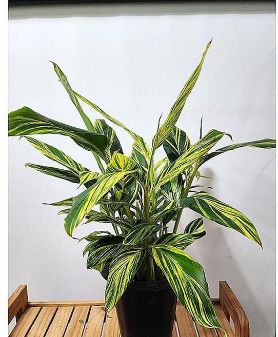 베하몰 실내 화초 무니 꽃생강 알피니아 약60cm, 1개