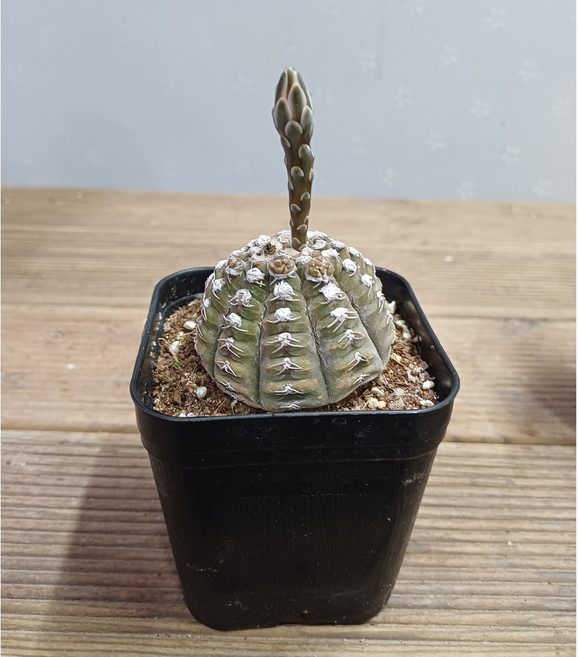 행복한꽃순이/라고네시선인장(7cm분)/실생