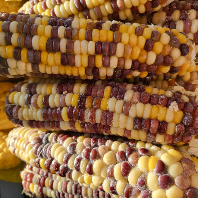 갓 삶아 냉동한 찰옥수수 대한민국농산, 1박스, 알룩찰 25개(15~17cm)특대 5개1팩