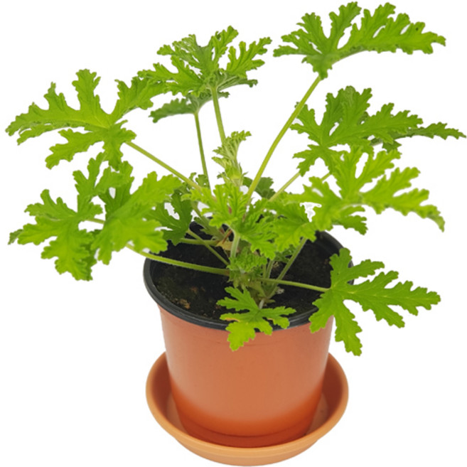 미스터허브 구문초 로즈제라늄 제라늄 모기퇴치식물 허브키우기, 01_구문초, 1개