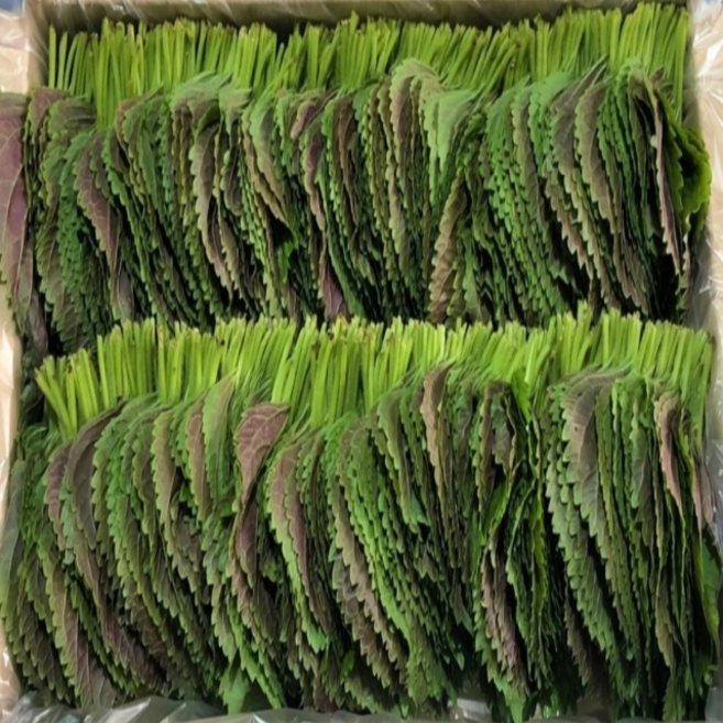 깻잎 쌈채소 쌈용 향긋함 살아있는 친환경 깻잎, 500g, 1박스