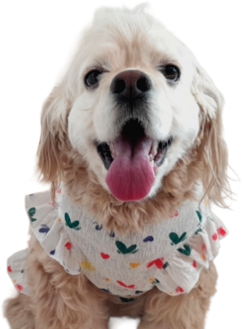 강아지 여름 원피스 대형견 산책, 1개, 화이트 하트