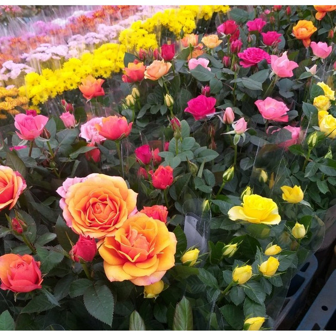 행복한꽃순이 사계장미 묶음, 랜덤, 2개