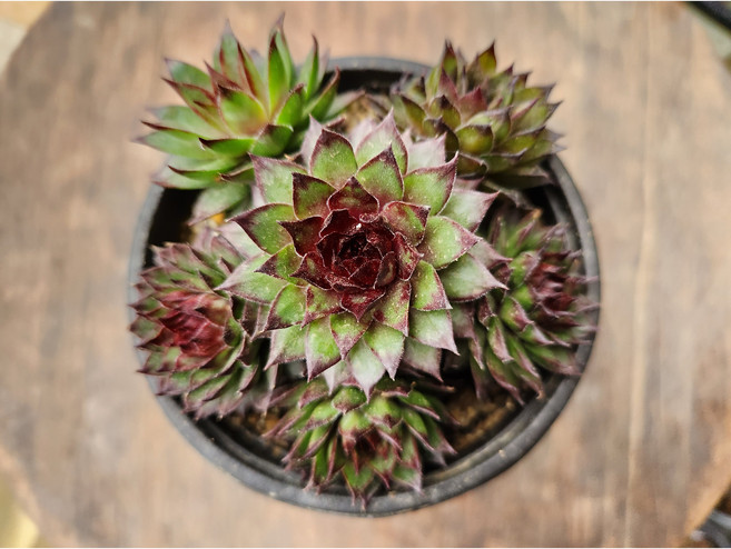 피핀 바위솔, 1개