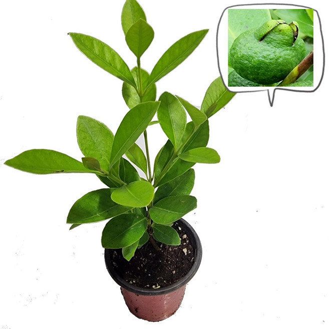 트리앤 신비의과일 구아바(모종) 구아바(중품)나무 구아바식물 토분구아바 공기정화식물, 1개, 01. 구아바(모종)
