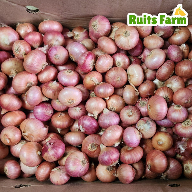 [루츠팜] 중국 샬롯 10kg 샬럿 험댕 미니양파 shallot 모충