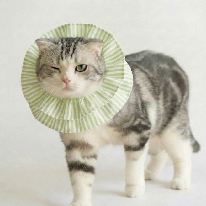 반려동물 초경량 편안한 중성화 넥카라, 1개, 그린