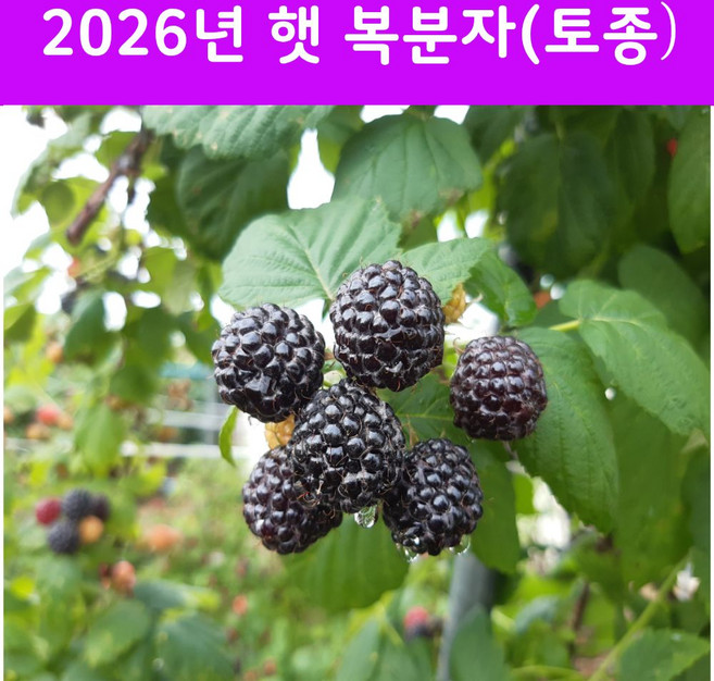 고창 토종복분자 생과 특품 산지직송, 1개, 2.5kg