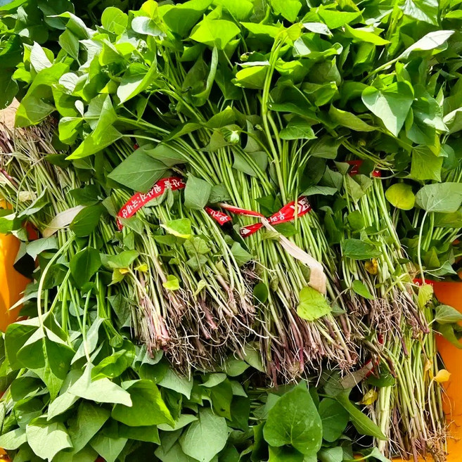 해남 고구마 순 줄기 고구마모종, 1박스, 1.2kg