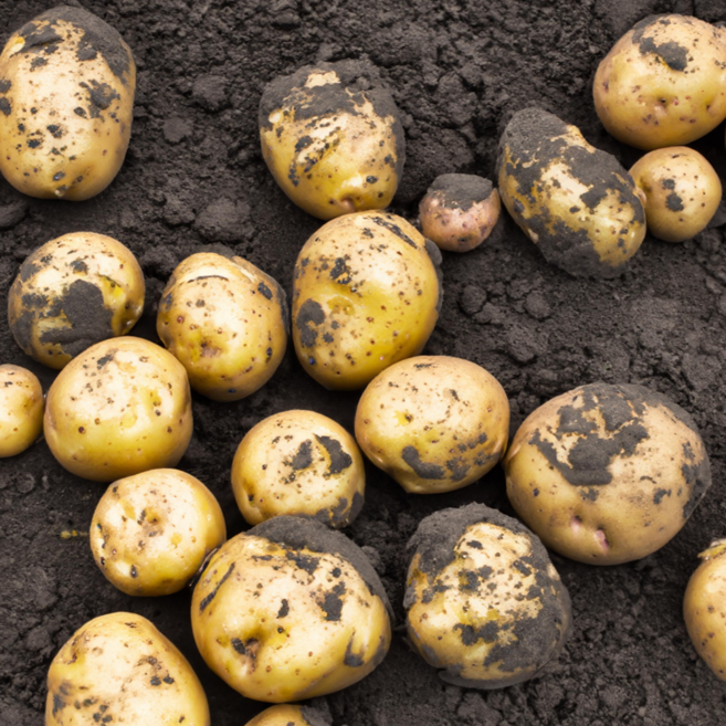 [오늘의산지]포슬포슬 담백한 햇 두백감자, 1박스, 찜용[대] 10kg