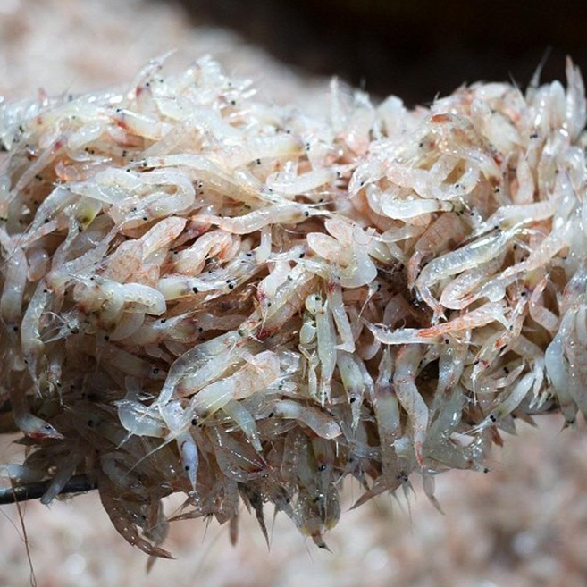 국내산 제철 급냉 동백하 생새우 1kg 냉동 김장용새우 김장새우 인천, 1박스