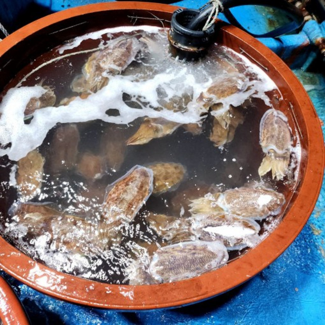 진도 손질 갑오징어 급냉 냉동 갑오징어 2kg부터, 2kg, 1개