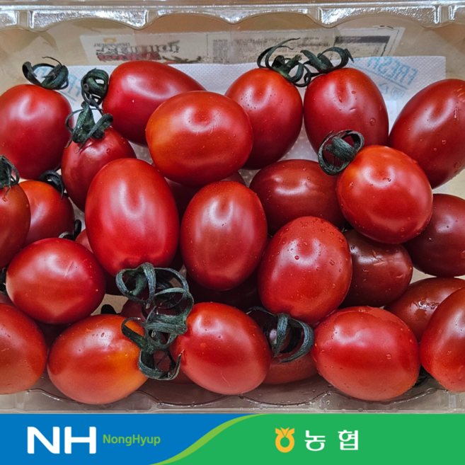농협 스테비아 대추방울토마토 당일수확 당일가공~, 1박스, 2kg