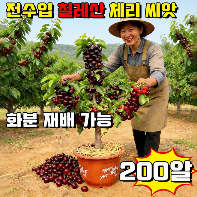 [7J급 특대] 전수입 칠레산 체리 씨앗 묘목 칠레산 체리 자가수정씨앗 한국 재배 적합 사은품 랜덤 증정, 200개
