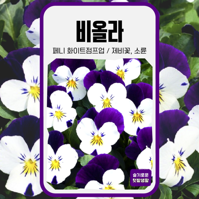 비올라 씨앗 20립 사이버가든 페니화이트점프업 씨 꽃씨 꽃씨앗 화단 고급종 제비꽃 소륜, 1개