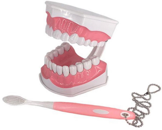 치과 양치질 교육 치아모형 치아분리형 모델 인체