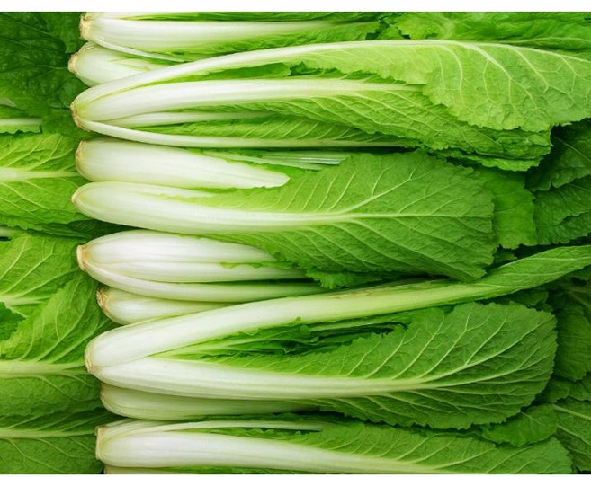 [신일농산] 국내산 얼갈이 배추 4kg, 1박스