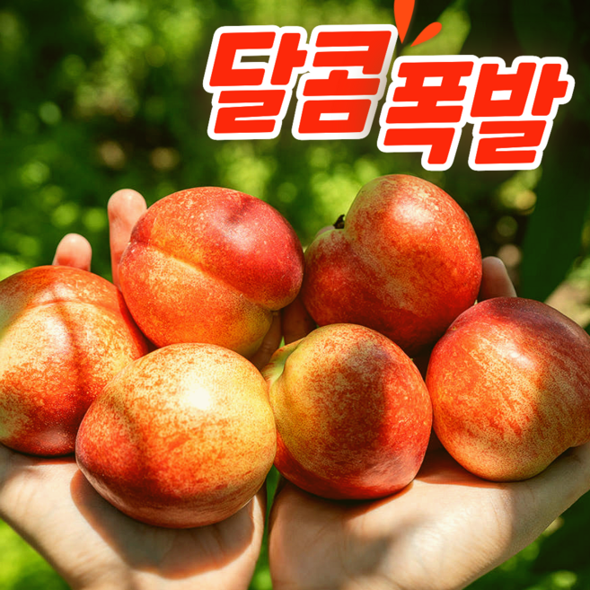 [산지직송] 달콤폭발 초고당도 제철복숭아 신비복숭아, 1박스, 프리미업(대)2kg