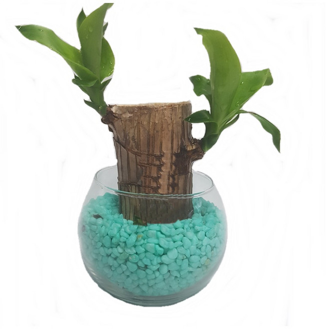 트리앤 1+1 푸딩병 개운죽 / 단지(1개) 아이비식물 테이블야자 천냥금 행운목 산데리아 홍콩야자 수경식물 수경재배, 66. 단지 행운목(소라) 1개, 1개