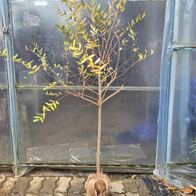 화이트핑크셀릭스 3년 1m 분묘 삼색버드나무, 3년 분묘 - 쿠팡