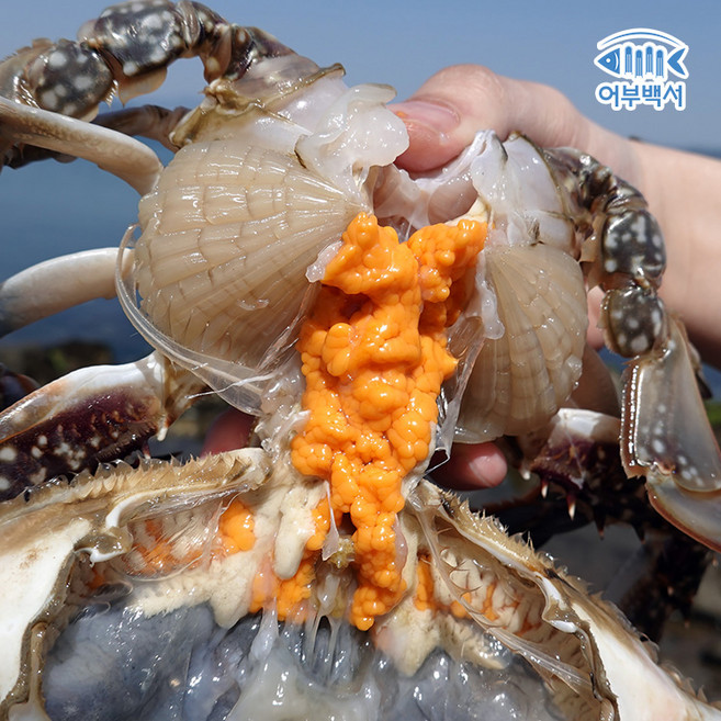 어부백서 대청도 제철 봄 활 알배기 암꽃게 1kg 3~5미 산지직송 당일조업, 1개
