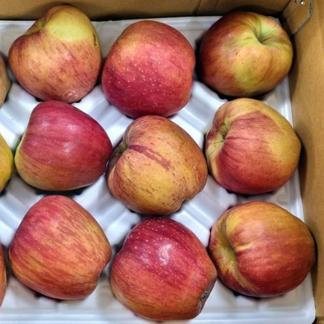 청송 부사 사과 청송 꿀사과 햇사과 청송사과 햇부사 사과 안동 사과 한박스, 1개, 10kg 52-58과 소과 가정용못난이
