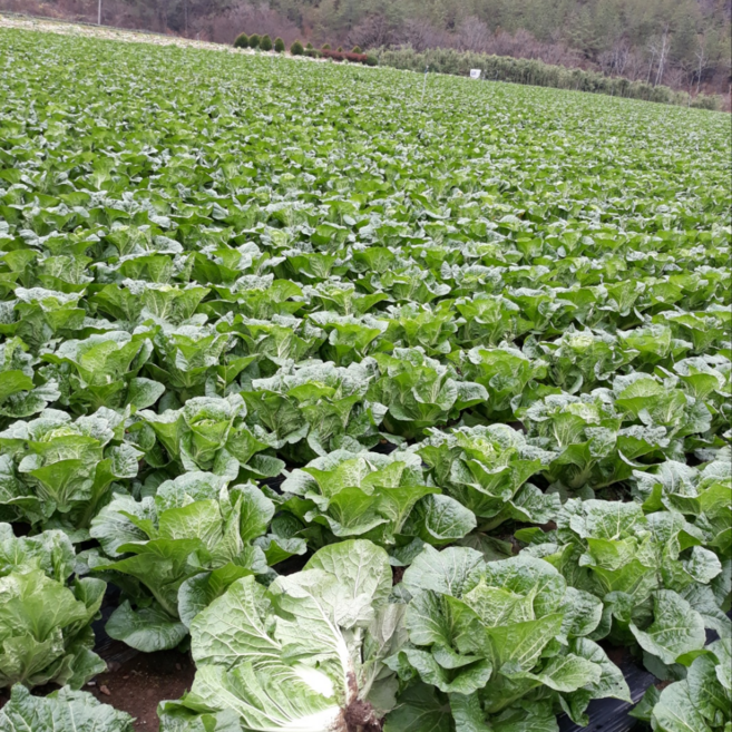 국산 전남 해남 삶은 데친 냉동 우거지, 1개, 10kg