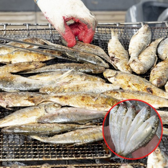 집나간 며느리도 돌아오는 고소한 가을 전어 필레 구이 세꼬시, 1개, 1kg(8~12미)