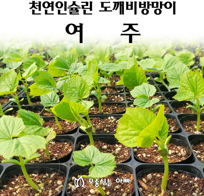 [모종심는아빠] 천연인슐린 도깨비방망이 여주 모종(컵포트), 3개