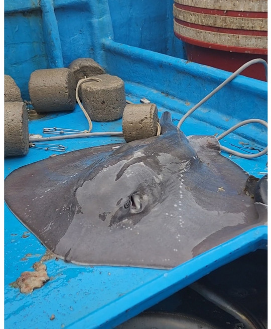 황가오리회 노랑가오리 1kg 애 탕 찜, 1