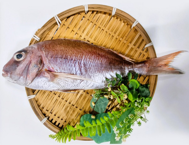 제수용생선 반건조 국산참돔 자연산참돔 도미 제수용참돔 반건조참돔, 1개, 37-38cm