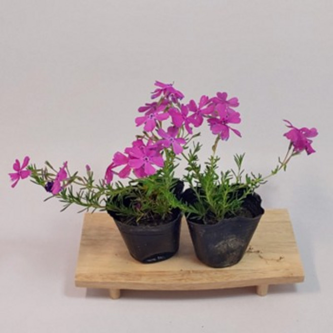 골드씨드 핑크 꽃잔디 핑크꽃잔디 홍설 핑크색 꽃잔디 꽃피는 야생화 패랭이 노지식물 월동식물 실외조경 봄꽃 봄꽃조경 봄에피는 꽃, 1개