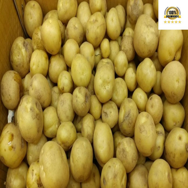 국내산 2026년 개진감자 수미 햇감자 조림감자, 1개, 조림 5kg