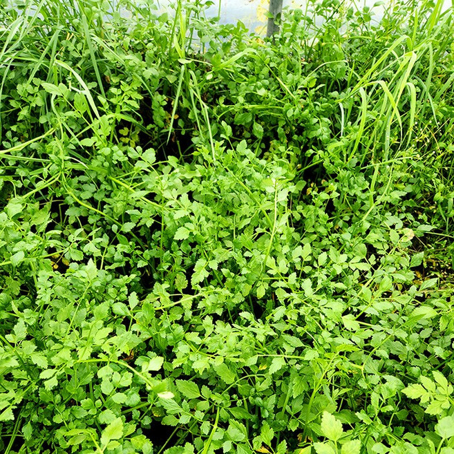 청도미나리 질기지않고 연한 향긋한 봄미나리 500g, 1