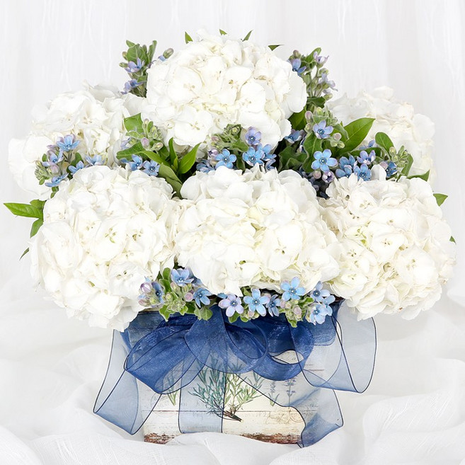 (오늘도착) 99플라워 풍성한 꽃바구니 "순백의 수국바구니" ST-A1954 - 생일 기념일 결혼기념일 당일꽃배달 전국당일배송 생화