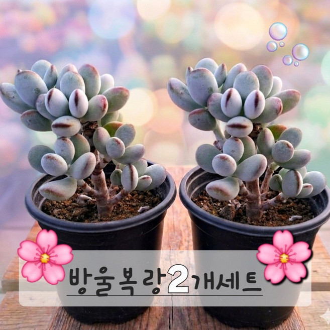 [찐다육] 다육, 방울복랑 1+1