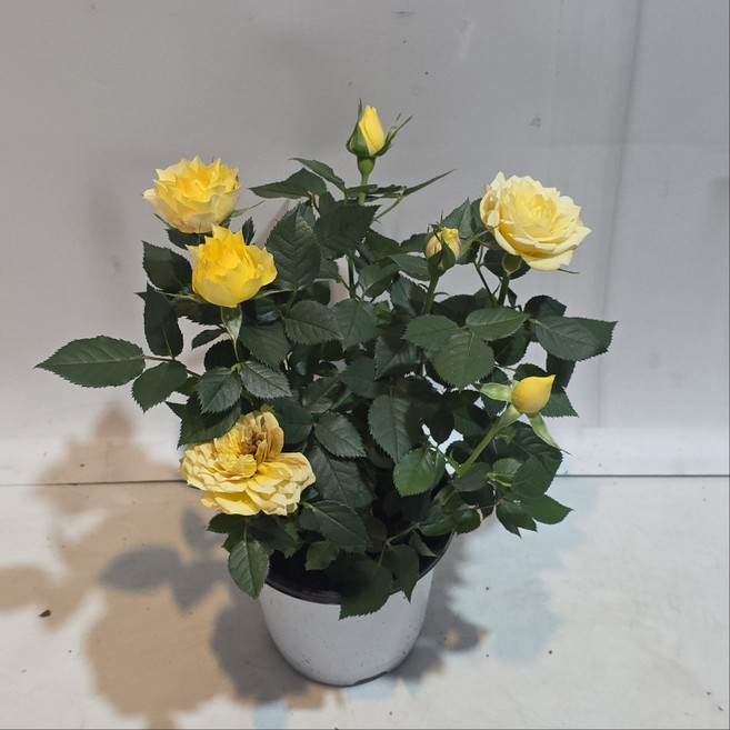 옐로우 장미 노랑색 노란색 노지월동 미니장미 사게장미 건돌이, 1개, 기본