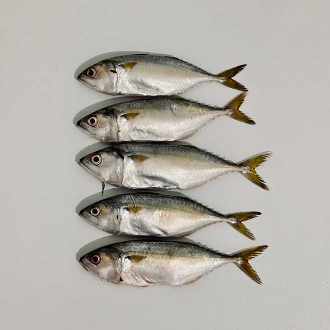 [당일조업] 생물 알배기 참조기 신선, 1개, 1kg