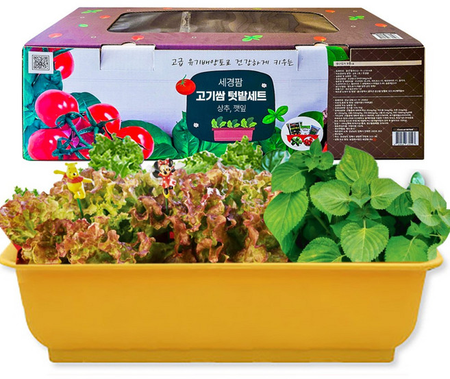 세경팜 고기쌈 텃밭세트(상추 깻잎) 키우기, 옐로우화분(상추,깻잎)