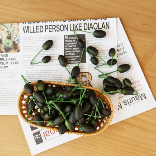 지중해 올리브 열매 모형 10P, 그린