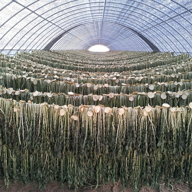 산청 자연건조 무청 시래기 국산 지리산 건시래기, 1박스, 산청 건시레기 500g