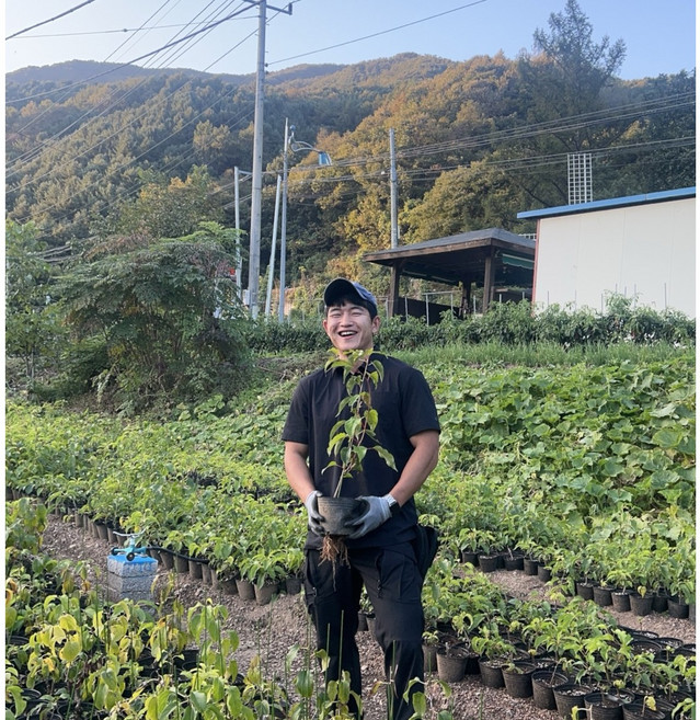 신품종 존귀다래 결실주 토종 다래 왕다래 묘목 3년생, 1개