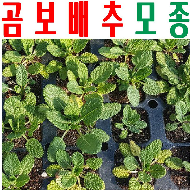곰보배추모종/ 곰보배추종묘/ 곰보배추싹/ 곰보배추묘종/ 미산약초농장, 곰보배추모종(20개) x1세트, 1개