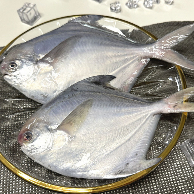 여수 생물 병어 1kg 조림 횟감용 선도 세꼬시 산지직송 선물용, 1박스, 생물 병어 1kg(7~10미 내외)