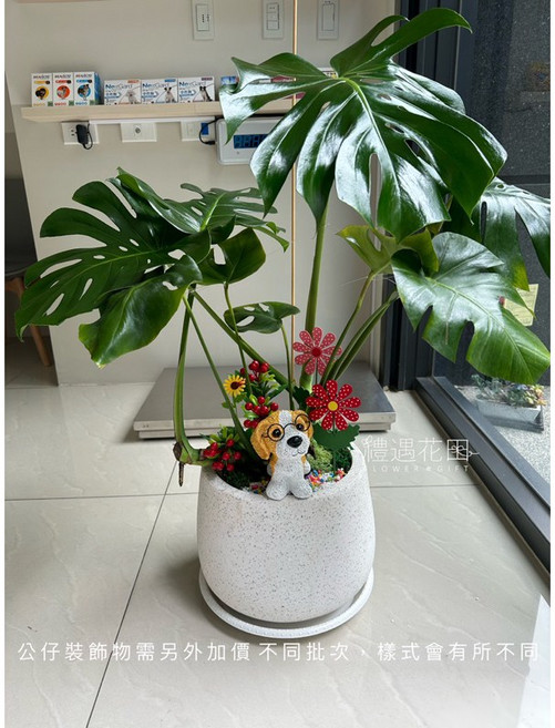 禮遇花田 龜背芋 室內觀葉植物, 1個