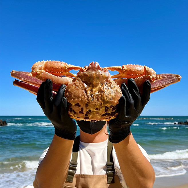 박달대게 러시아 대게 활대게 시세 수입 직송, A++ 러시아 박달대게 1kg, 1개